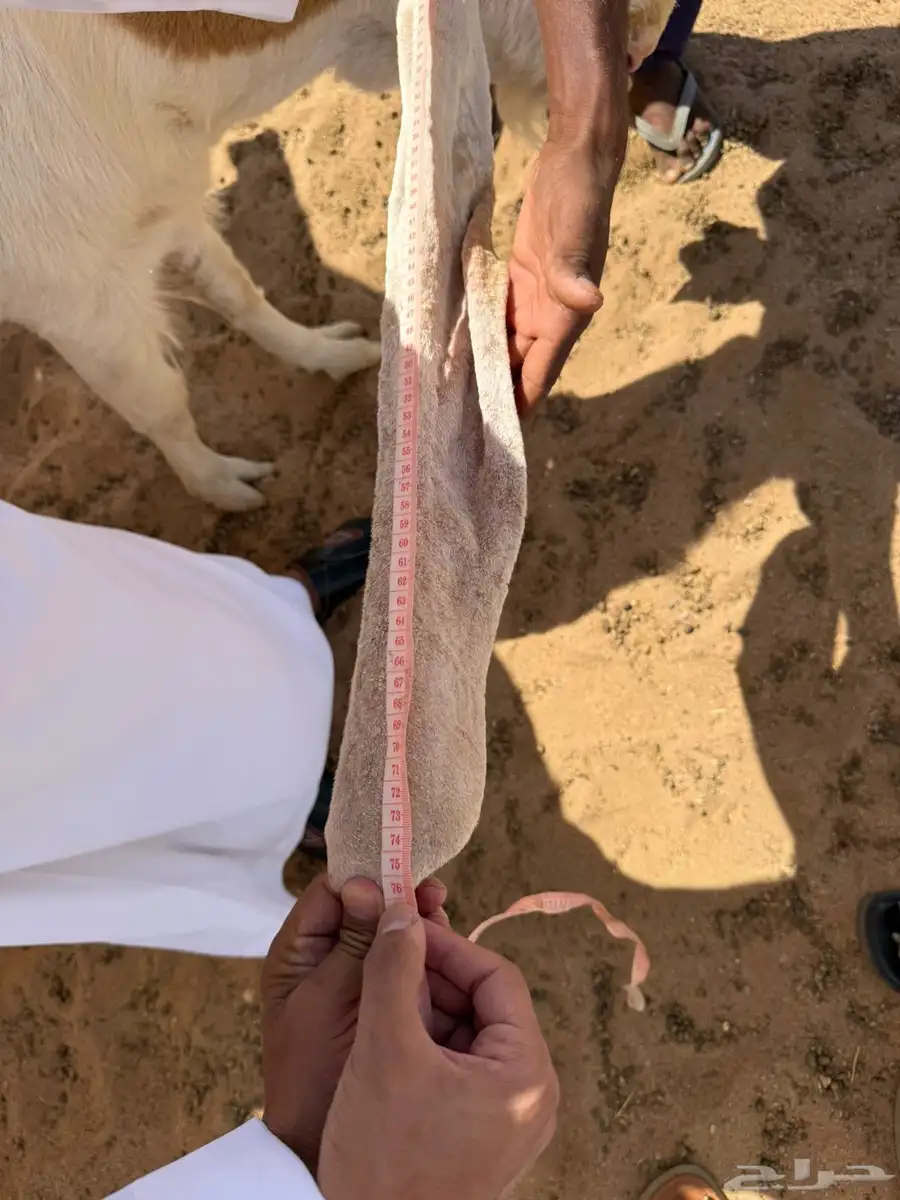 معزاء هولنديات 2