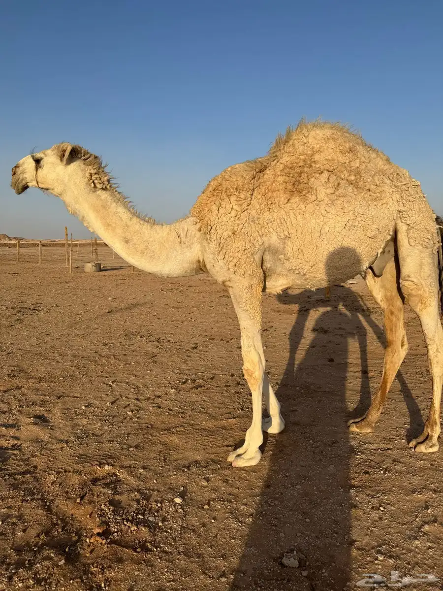 قعود مفرود طيب 4