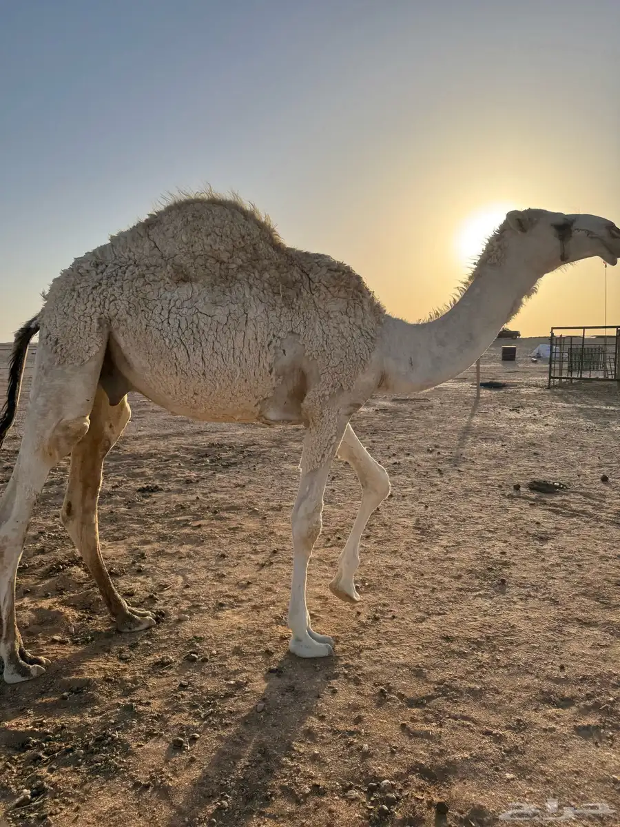قعود مفرود طيب 1