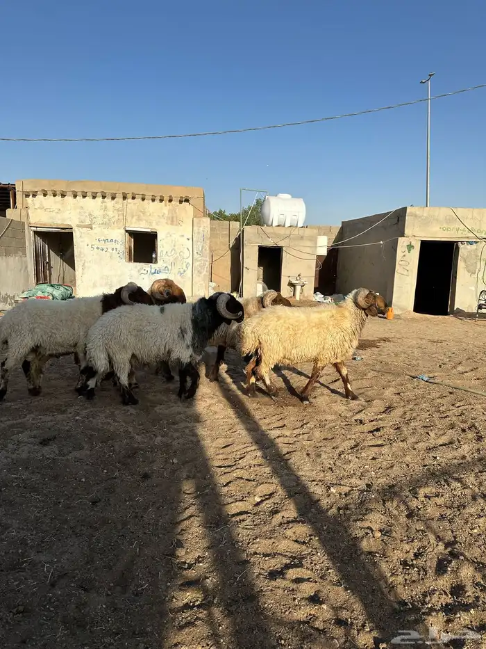 فحول أنعيم طيبه اللبييع 13