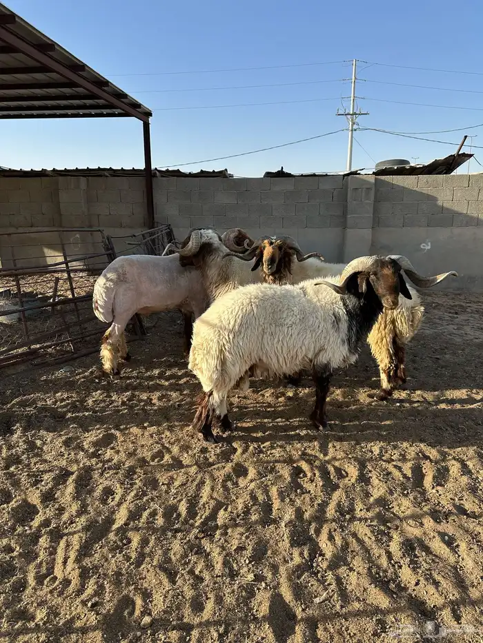 فحول أنعيم طيبه اللبييع 1