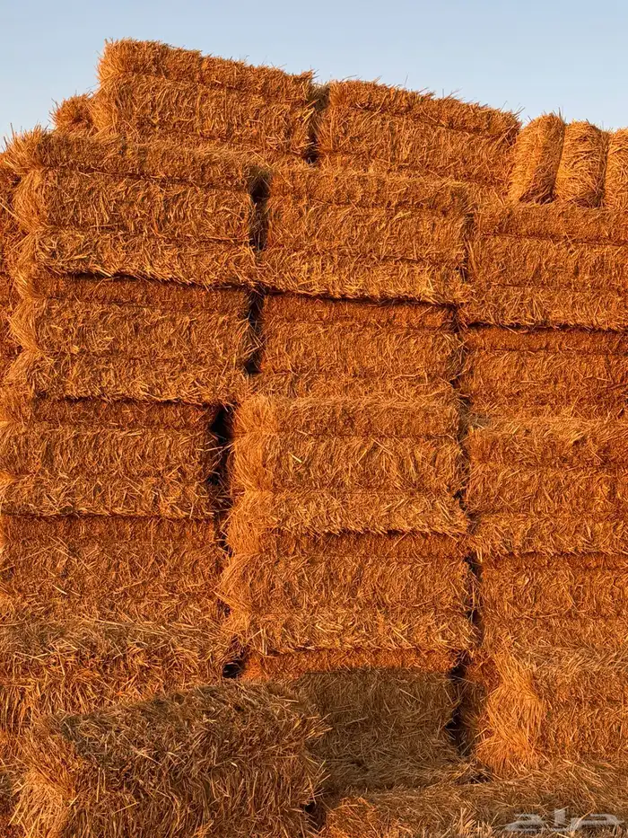 للبيع تبن قمح معه نسبة خلط برسيم 1