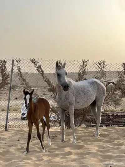 فرس واهو مستوردة من المانيا 2