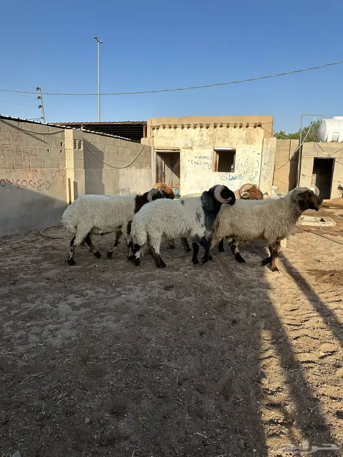 فحول أنعيم طيبه اللبييع 14