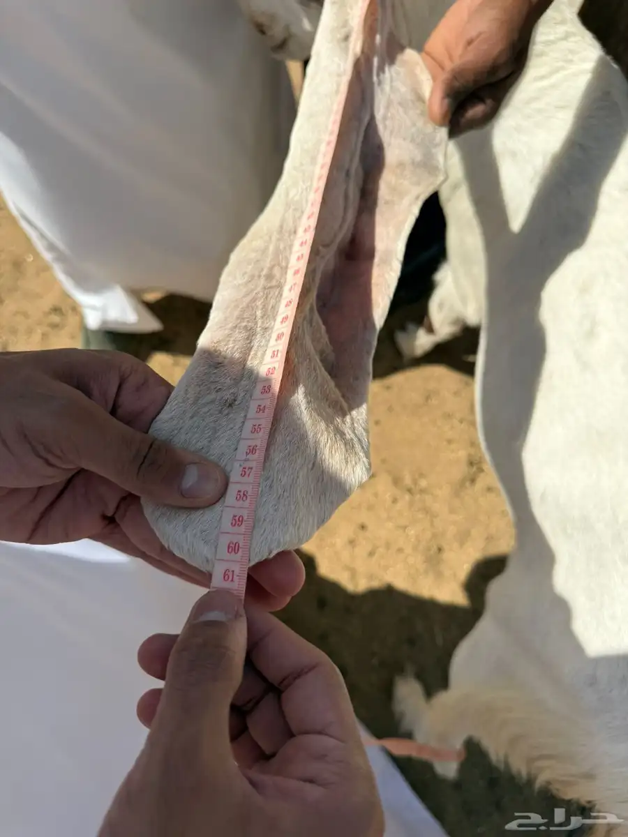 معزاء هولنديات 1