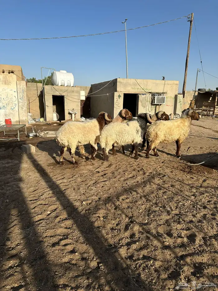 فحول أنعيم طيبه اللبييع 19