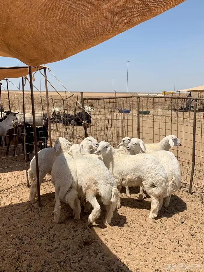 ذبايح زواجات ذبايح ثلاجه 1