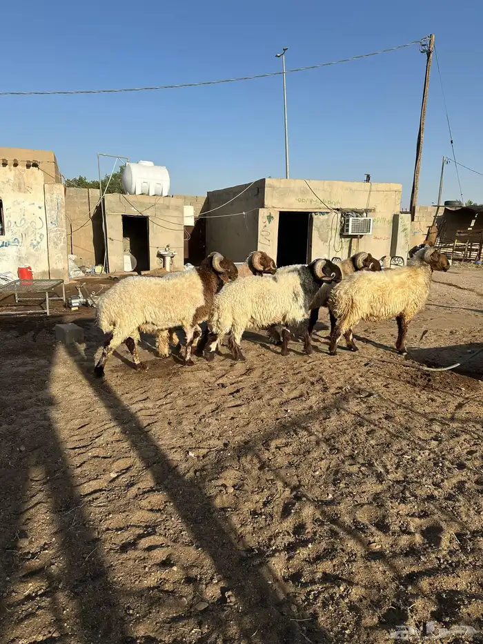 فحول أنعيم طيبه اللبييع 15