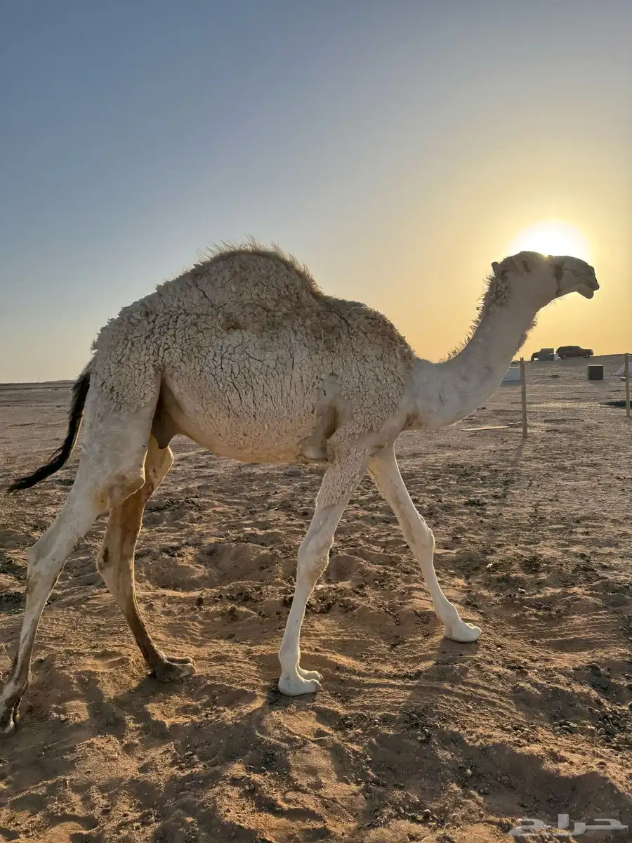 قعود مفرود طيب 2
