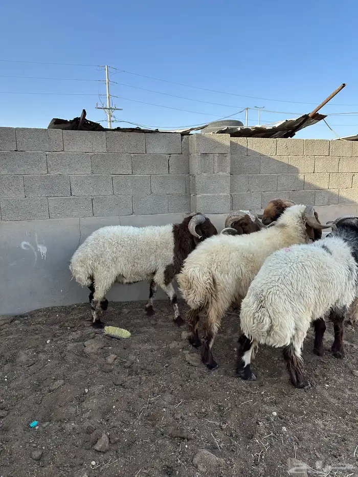 فحول أنعيم طيبه اللبييع 7