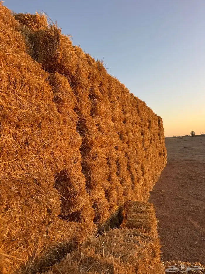 للبيع تبن قمح معه نسبة خلط برسيم 4