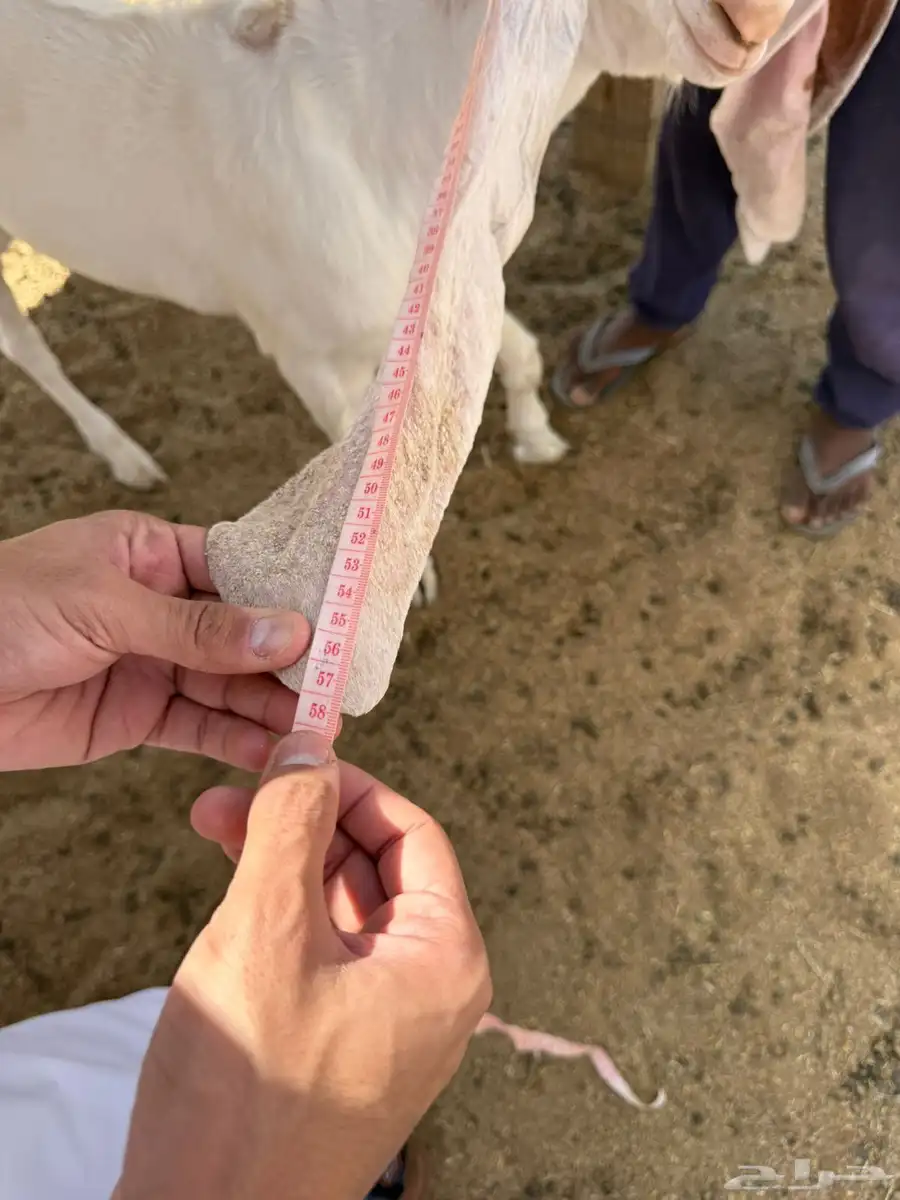 معزاء هولنديات 4