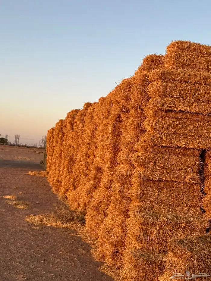 للبيع تبن قمح معه نسبة خلط برسيم 3