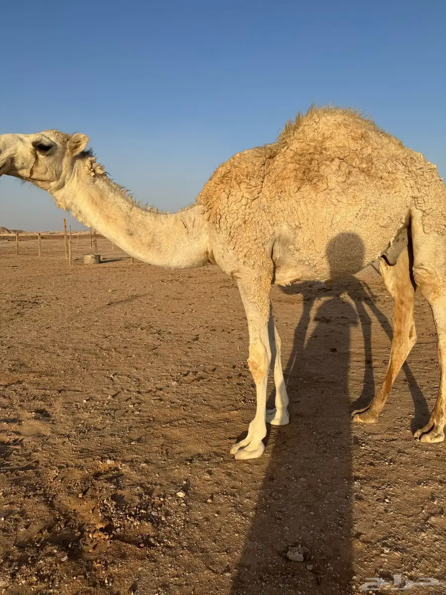 قعود مفرود طيب 3