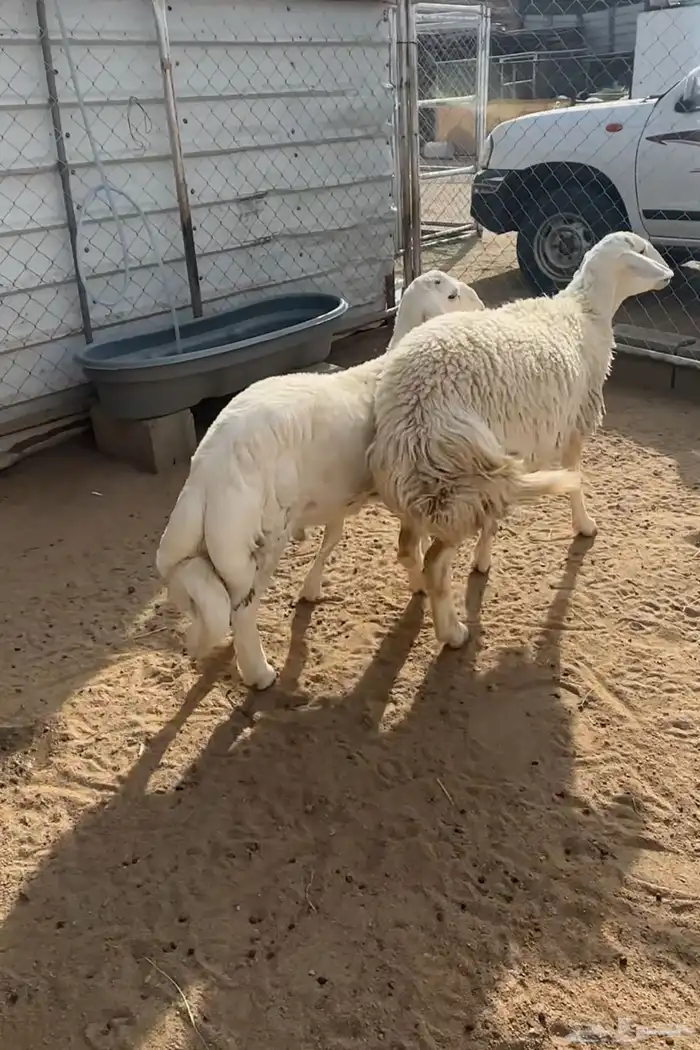 مشروع فحل صنف 7