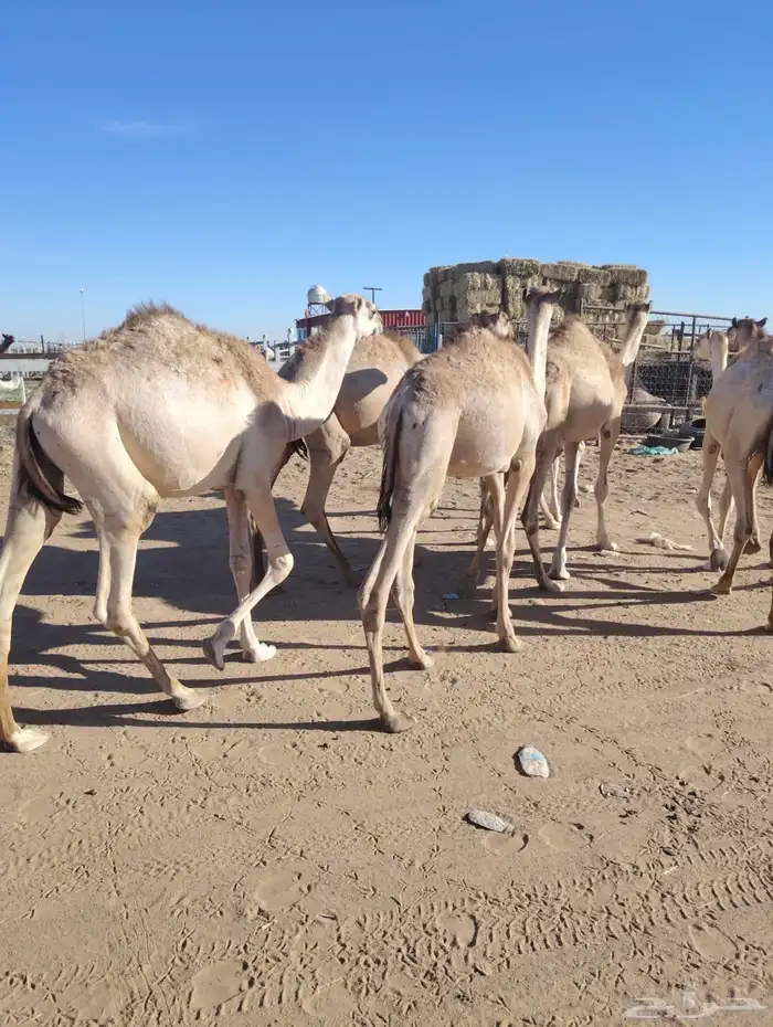 حشيان صوماليه للأعراس والمناسبات وغنم مربي 4