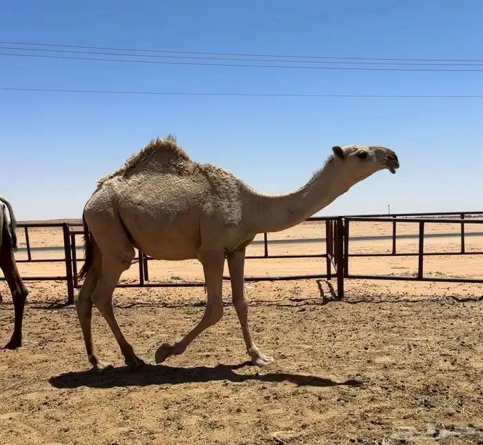 قعود اشقح طيب 0