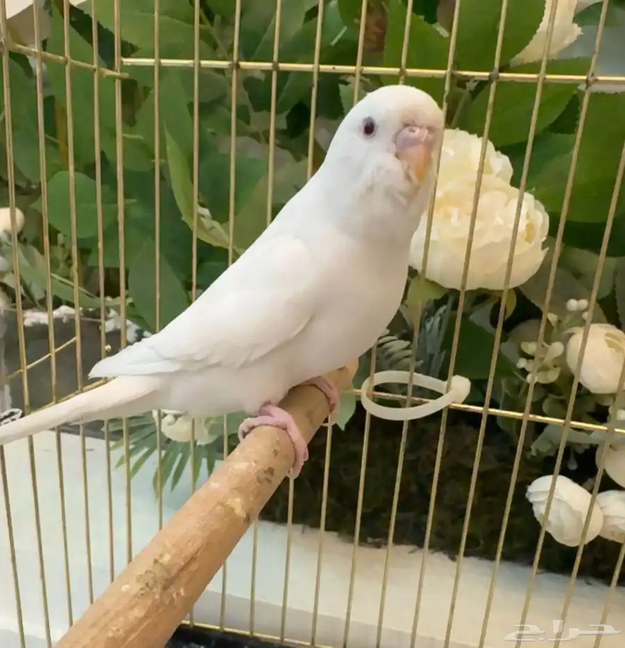 راجع إعلاني 22