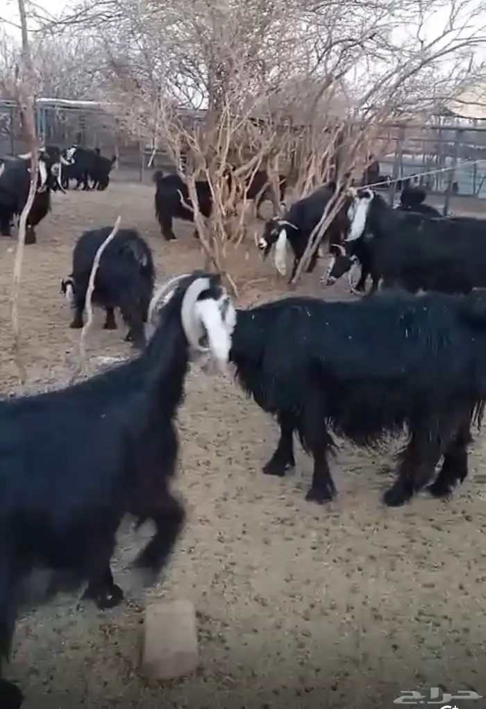 معزا عوارض طيبه اغلبها دفيع عدد 53 مع 3 فحول 0