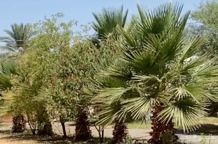 نخل واشنطني 4