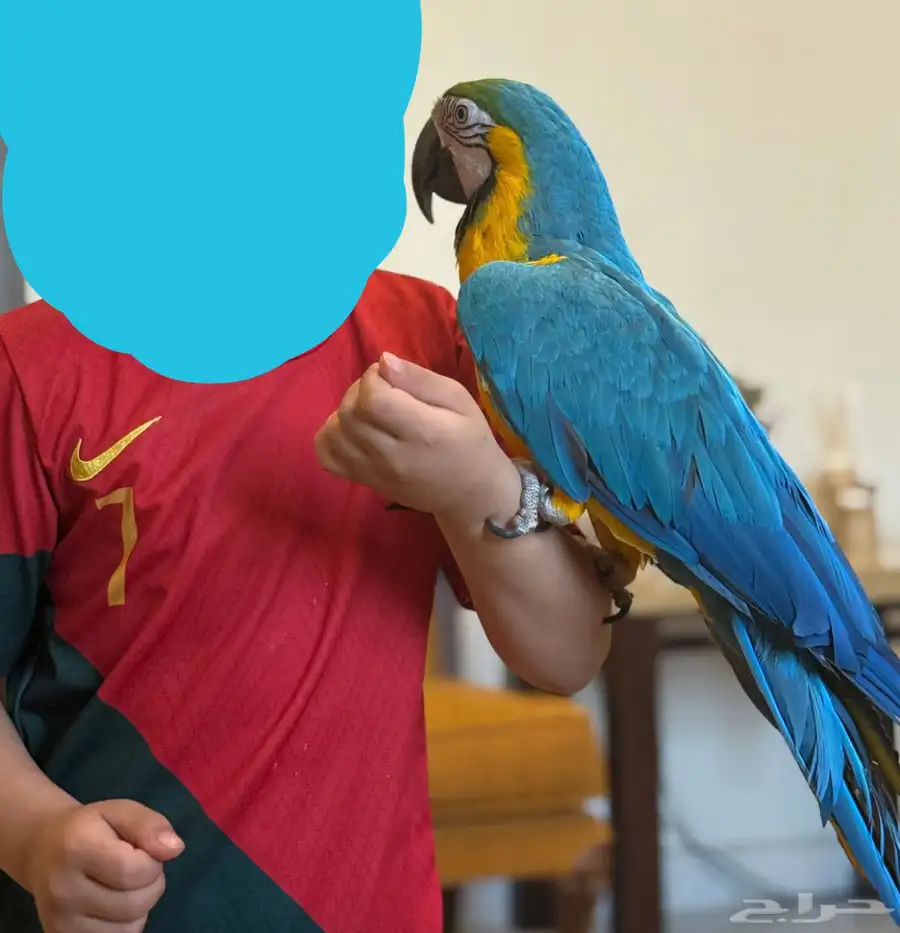 ببغاء مكاو 10