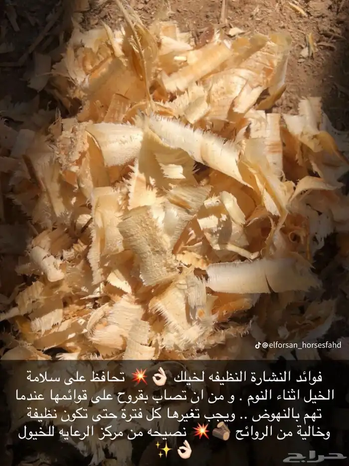 نشارة خيول ودواجن من اجود أنواع الخشب ارخص الاسعار 1