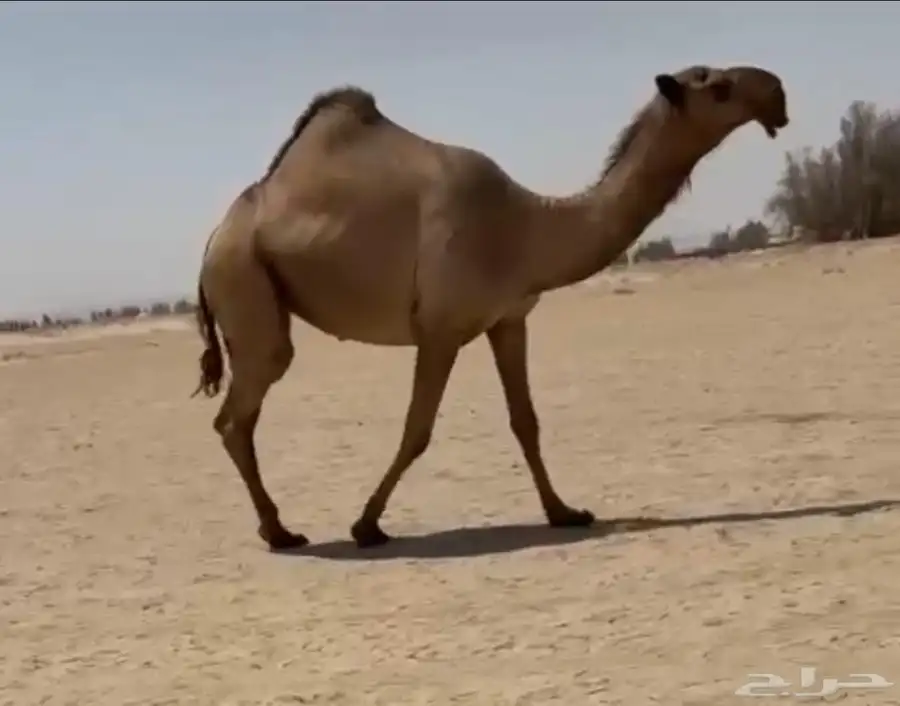 بكره صفرا لقيه تجذع كفو 0