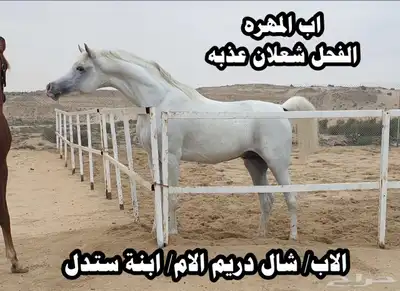فرس واهو مستوردة من المانيا 6