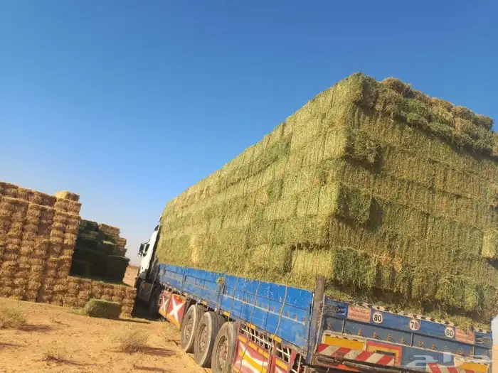 برسيم تبرجل 1