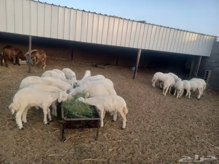 طليان تربي العدد 42 طليان فقط الحق الزين شي فاخر من الاخر 4