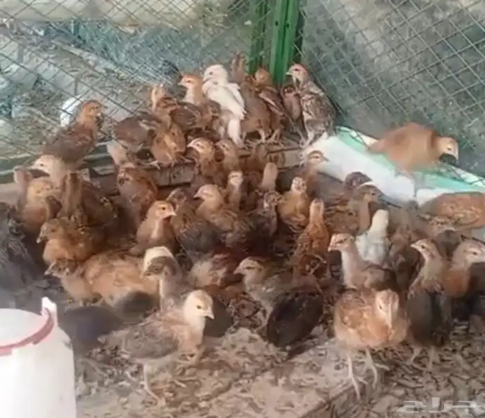 صوص دجاج فرنسي احمر بيور 7