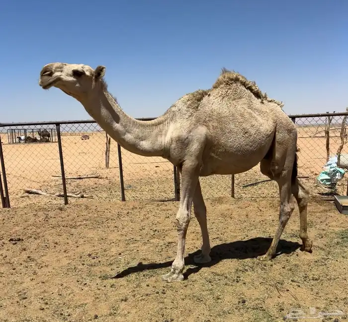 قعود اشقح طيب 3