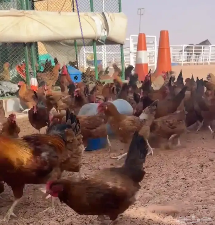 صوص دجاج فرنسي احمر بيور 5