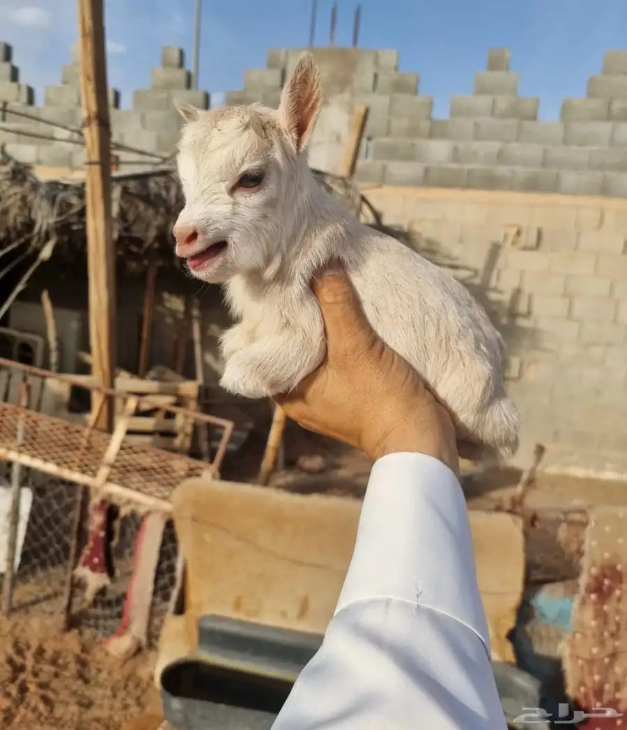ماعز قزم 8