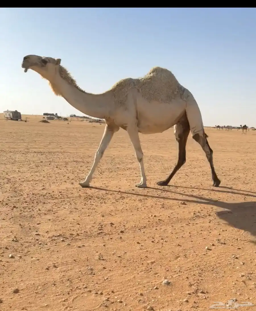القحه عليانيه كفوو 0