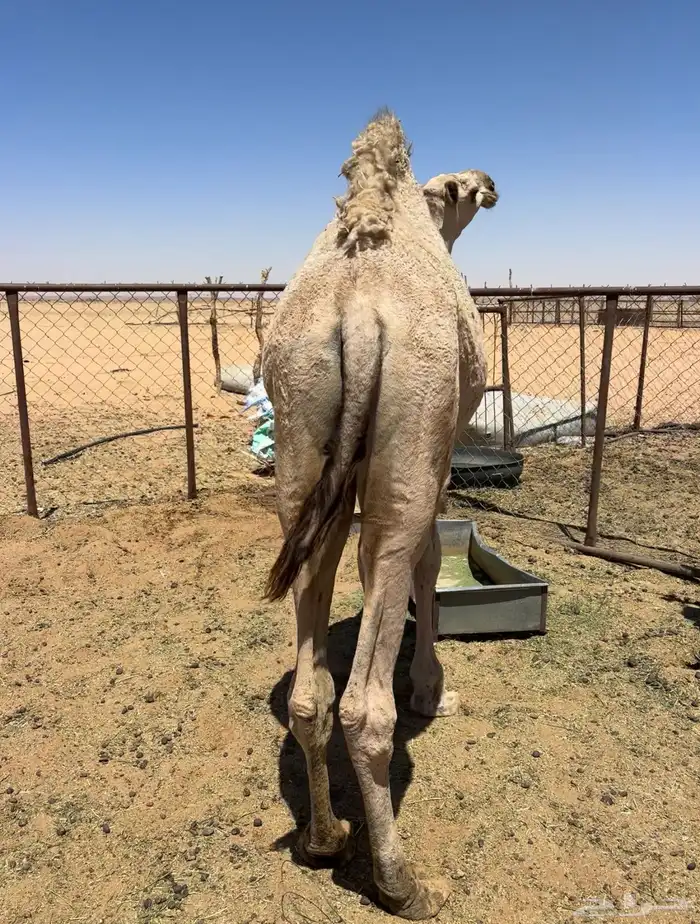 قعود اشقح طيب 4