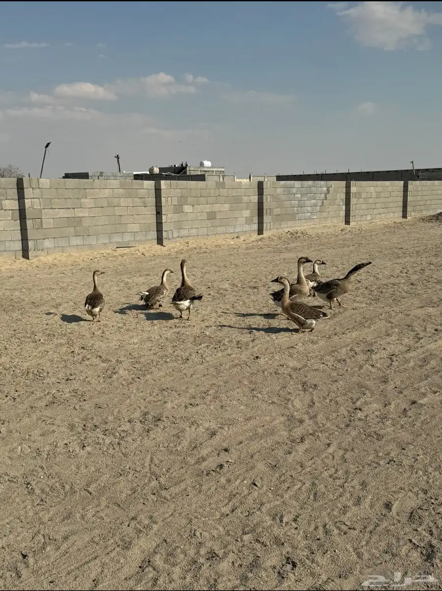 وز عراقي 1