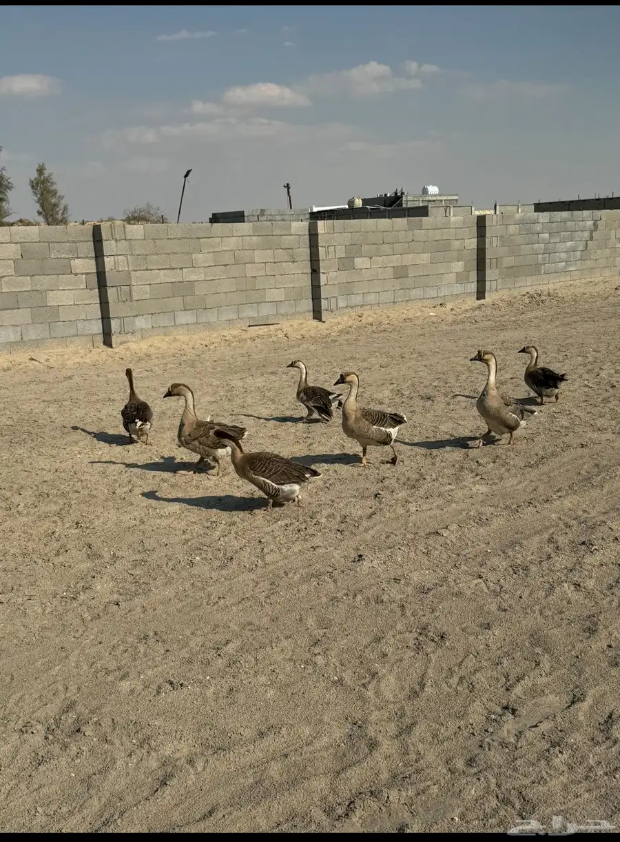 وز عراقي 0