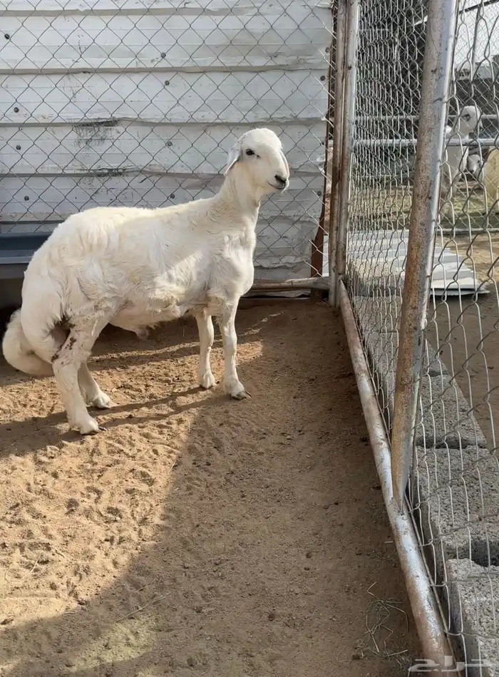 مشروع فحل صنف 3