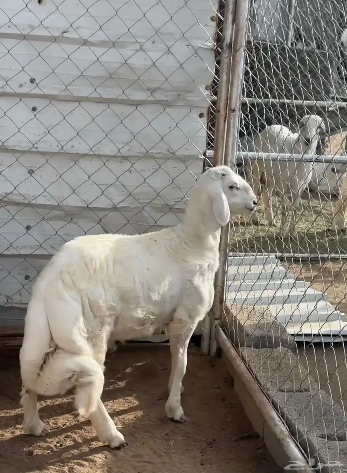 مشروع فحل صنف 2