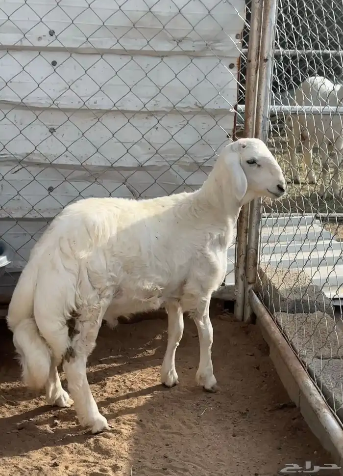 مشروع فحل صنف 1