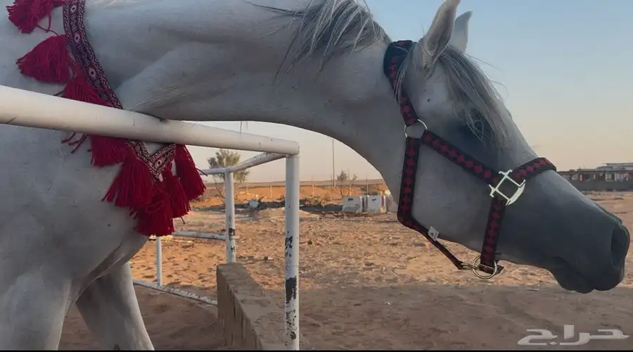 خيل واهو 4