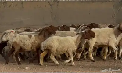 مراح غنم نعيم طيبه 39 بالفحل معها 10 4