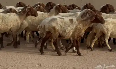 مراح غنم نعيم طيبه 39 بالفحل معها 10 3
