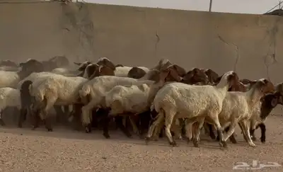 مراح غنم نعيم طيبه 39 بالفحل معها 10 6