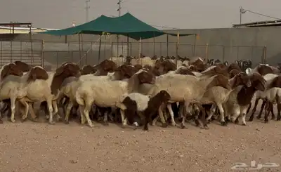 مراح غنم نعيم طيبه 39 بالفحل معها 10 5