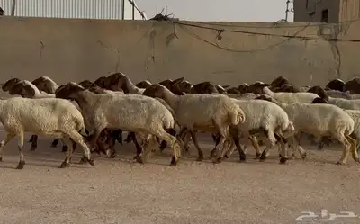 مراح غنم نعيم طيبه 39 بالفحل معها 10 2