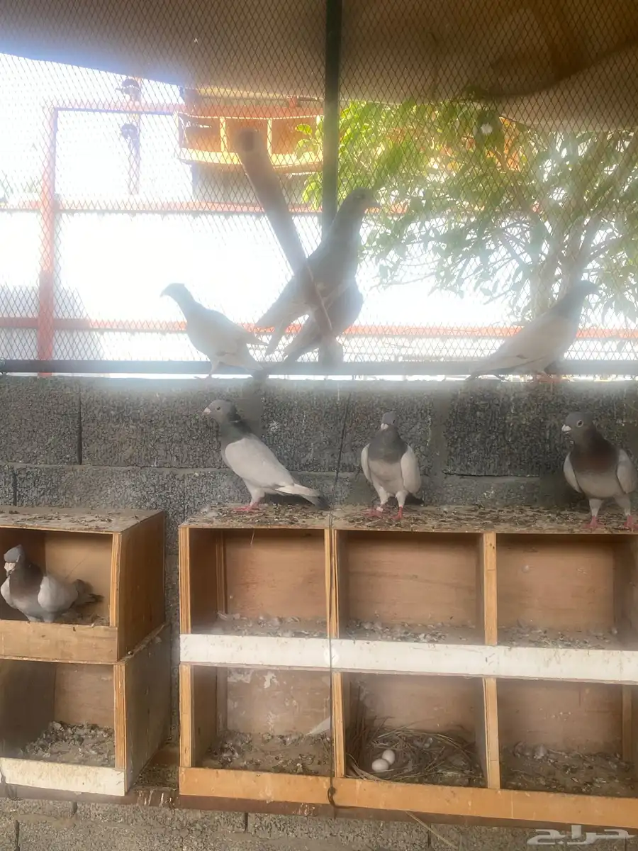 زاجل 9