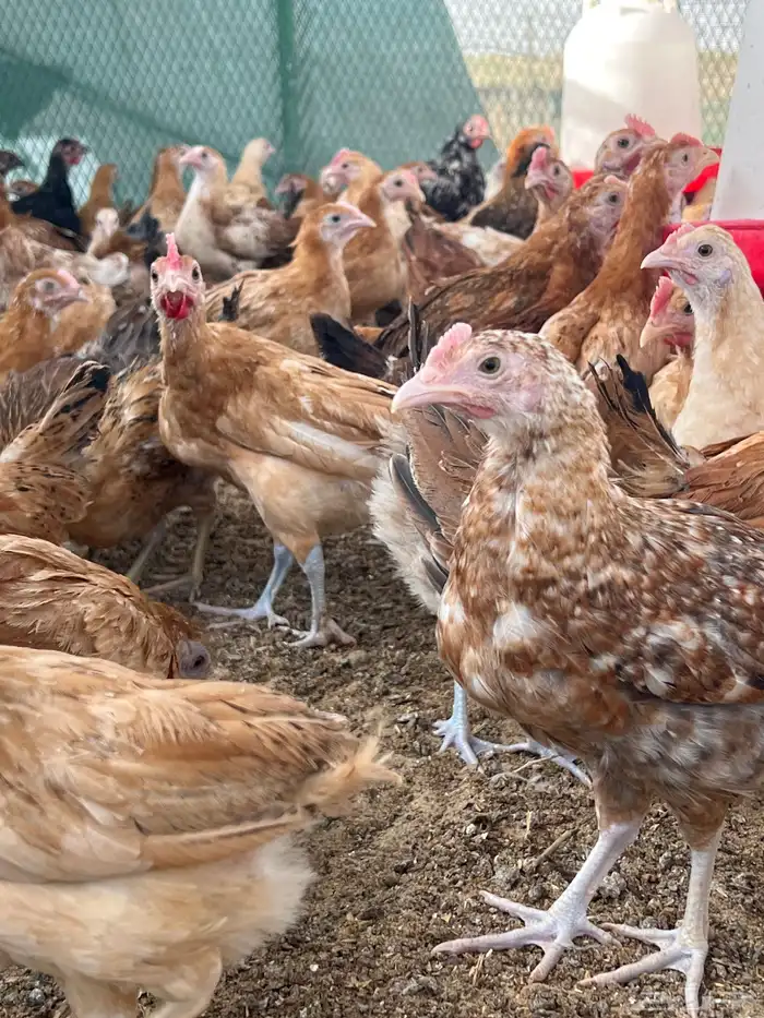 للبيع جملة دجاج بلدي العمر شهرين ونص 1