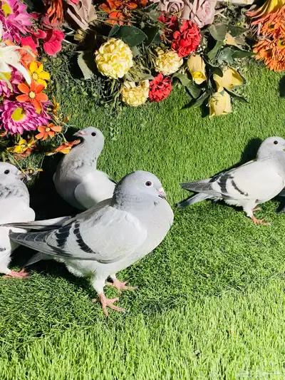 للبيع مجموعة طبات زواجل ايس 6